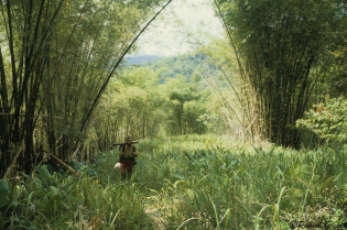  Arche de bambous.